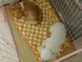 コパン3