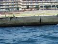 アジュール舞子　海岸前の防波堤に泊まるカモメ