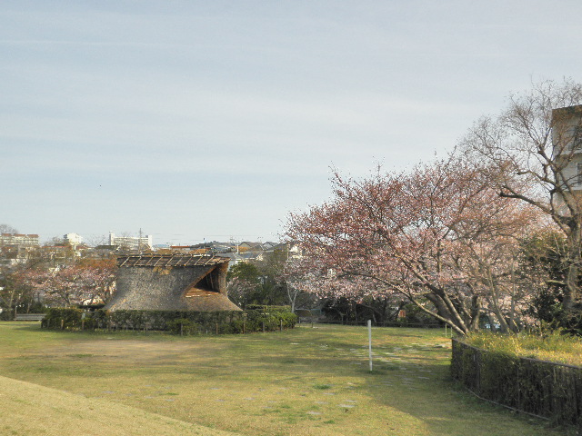 大歳山遺跡公園の桜
