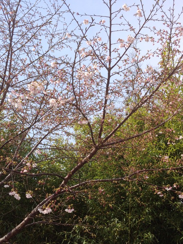 啓蟄の桜
