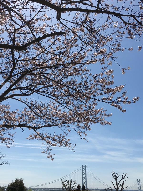 2016桜１ 