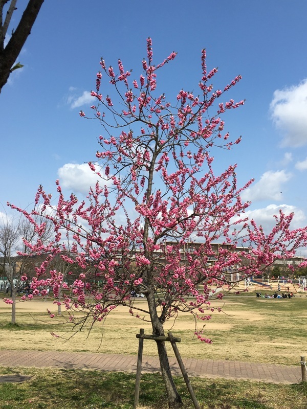 満開の桃の花2017