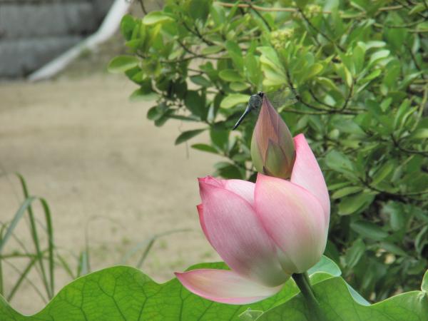 転法輪寺の蓮の花