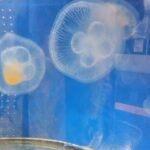 垂水区役所②　クラゲに癒されますよ