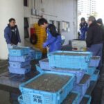 2026年「イカナゴ事情」、大阪湾は自主休漁、播磨灘は3月17日(解禁)